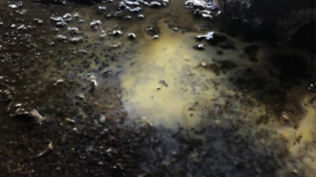<p>They will often be dripping milk. But so to will a cow about to calve.</p>
