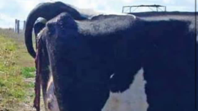 <p>If they have afterbirth hanging out they most often have calved but it pays to check all the other signs and if not sure check for a calf.</p>
