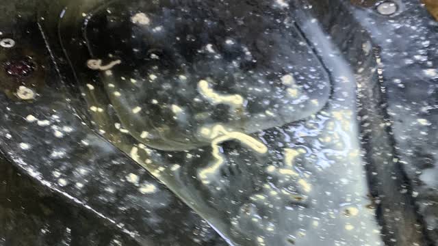 <p>Make sure you don’t mistake teat sealants for mastitis.
Sealants are often still in the teat canal at the first milking ( and longer if they haven’t been applied correctly ).
Sealants are bright white.</p>