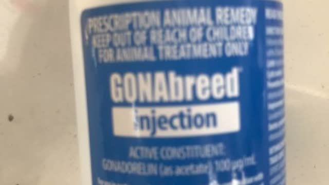 <p>Gonabreed is GNRH
DOSE 1 ML
BLUE BOTTLE</p>