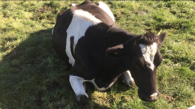 <p>Is it milk fever?
This is the most common form of down cows at calving time.
They generally look like this ( dopey) with a S bend in their neck.
Here’s a <a href="https://knowby.show/3116cadc-081f-4866-8a2c-be20b1a99f40">diagnosis and treatment</a> protocol.</p>