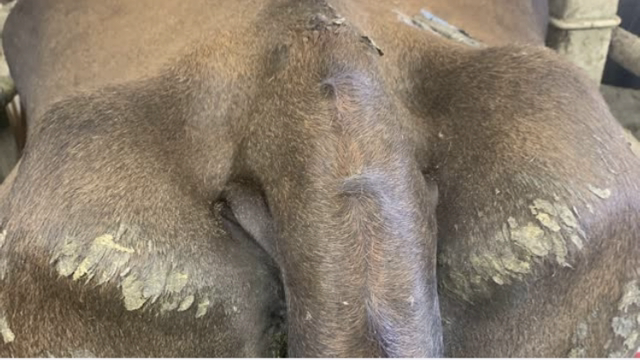 <p>Although not recommended in my opinion it is practical to apply in the tail notch in a dairy cow.
BUT YOU MUST ENSURE IT GOES UNDER THE SKIN AND NOT IN THE MUSCLE.</p>