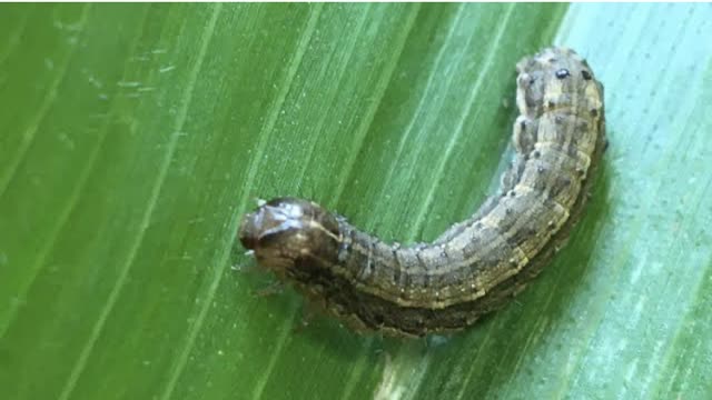 <p>Army worm are the caterpillars of the army worm moth.</p>