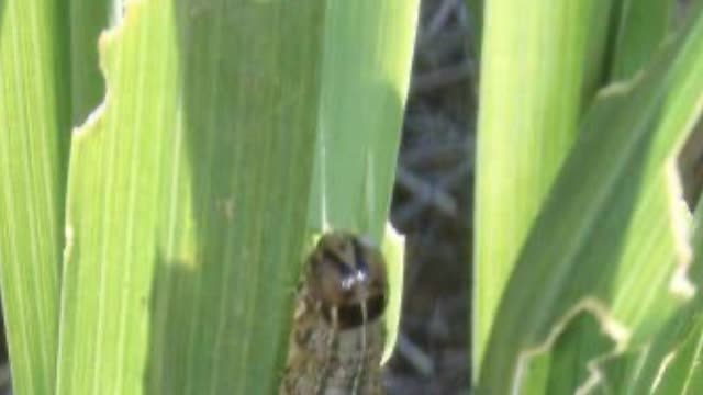 <p>Pasture may look dry and scraggly even if irrigation is up to date. This is because the worms feed on the tips and outer edges of the leaves.</p>