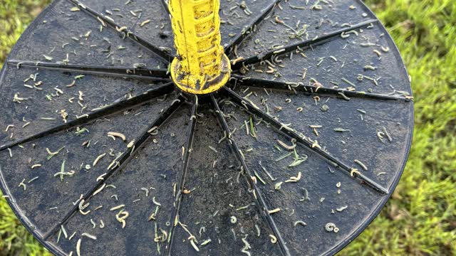 <p>Often you’ll pick them up early while doing a pasture walk as they accumulate on the plate meter.</p>
