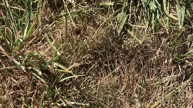 <p>You will see complete dead areas of grass when they are causing maximum damage.</p>