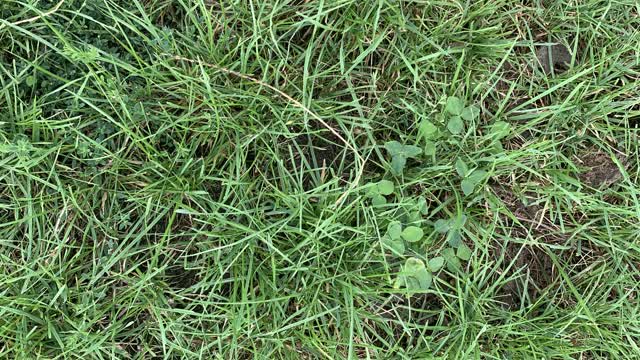 <p>Look in the sward on the ground.
This pasture looks fine.</p>