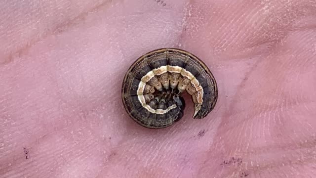 <p>The adult worms are 3-4 cm long and cause significant pasture damage.</p>