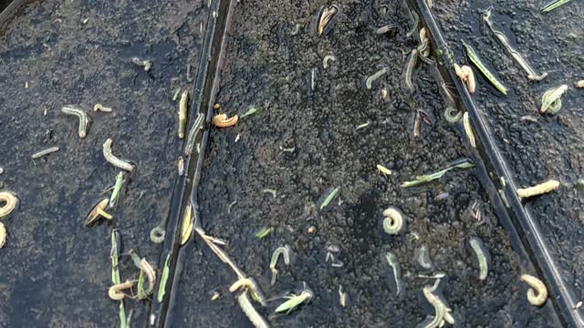 <p>When the eggs first hatch the worms are green and only 2-3mm long.</p>