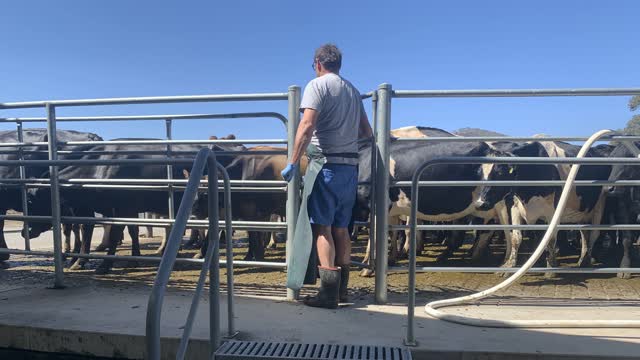 <p>Don’t leave the shed and go into the yard. Cows don’t like it and it just trains the cows to requiring you to go into the yard for them to load.
Use the backing gate to reduce the space on the yard.</p>