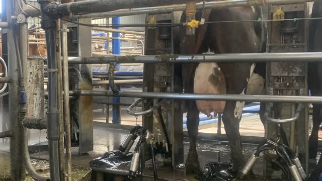 <p>If a cow doesn’t step into a bale stop the platform until cows start to enter again.</p>
