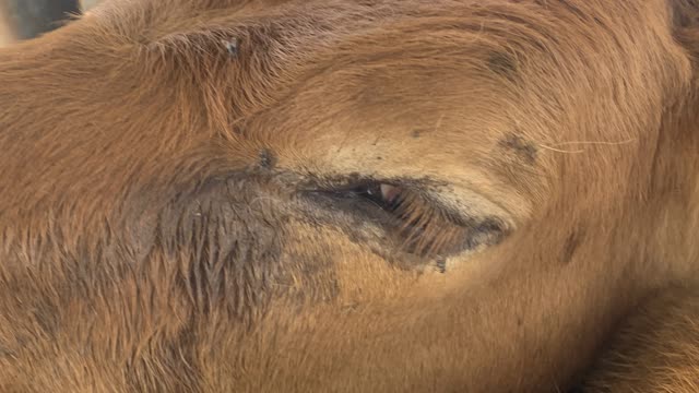 <p>Signs:
Initially just weeping eyes that shut due to sunlight sensitivity.
This progresses to a small white centre where the ulcer is forming.</p>