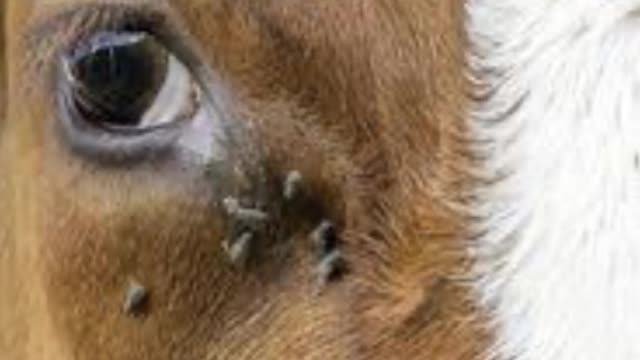<p>It is spread mainly by flies.</p>