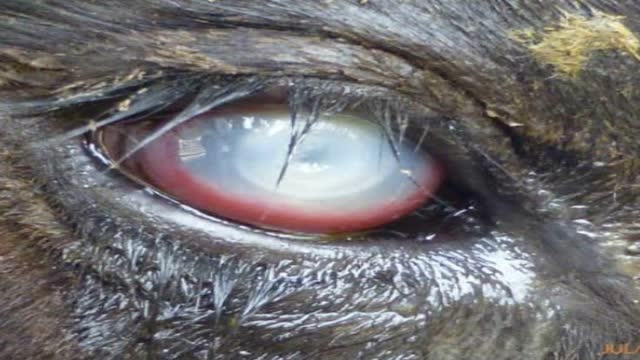<p>Eventually the whole eye is involved</p>