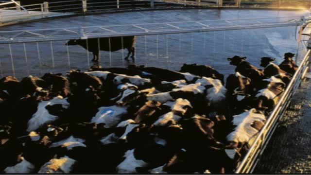 <p>Or collect from the dairy yard prior to wash up.</p>