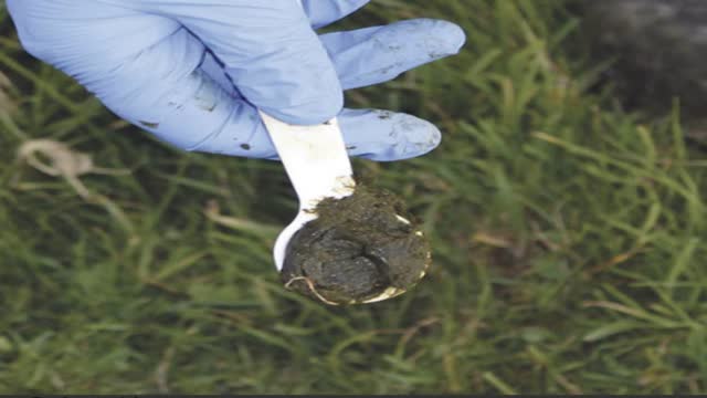 <p>Collect two roughly equal tea spoons from each faeces sample from different places.</p>