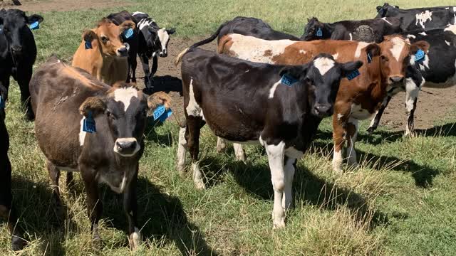 <p>Either mob up young stock in a corner of a paddock or hold them in yards and release.</p>