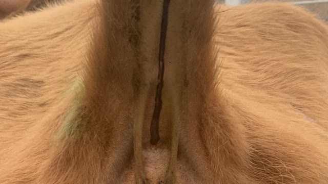 <p>TIP. The closer to the base of the tail the bigger the vein is and the easier it is to hit. But the vein is much deeper.</p>
