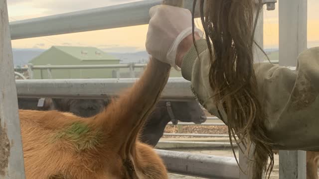<p>Now lift the cows tail like this.</p>
