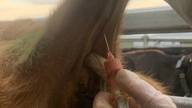<p>Push your index finger into where the vein is to steady the needle. This helps a lot if the cow is moving.</p>
