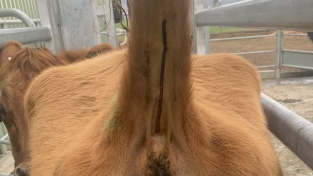 <p>The tail vein runs down the middle of the underside of the tail where the black texter marks.</p>
