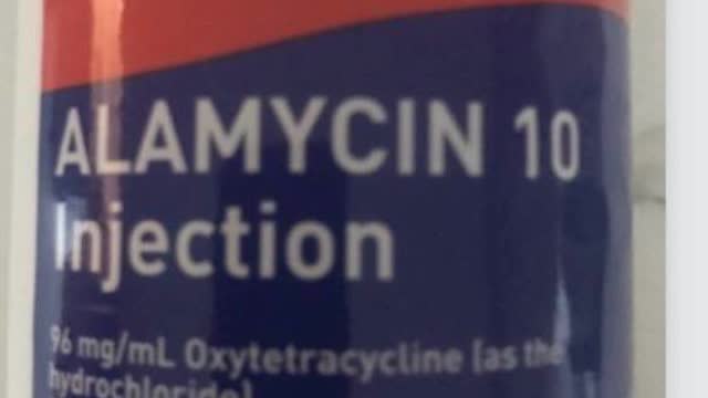 <p>Antibiotics aren't required unless temperature goes above 39.5.
Check temperature daily.
If necessary use tetracyclines ( eg Alamycin 10 ) at 20 ml daily. Withhold milk 60 hours, meat 11 d.</p>