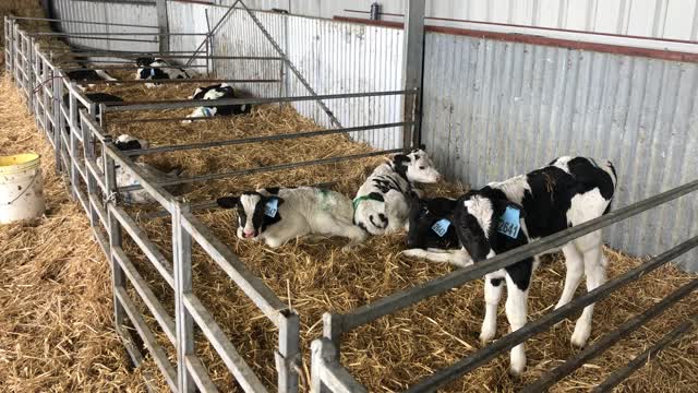 <p>Teaching calves to feed is much easier in small pens with small groups of 5 or 6.
You can temporarily break up big pens with gates and take them down once they know how to feed.
Or put up barriers to break groups up.</p>