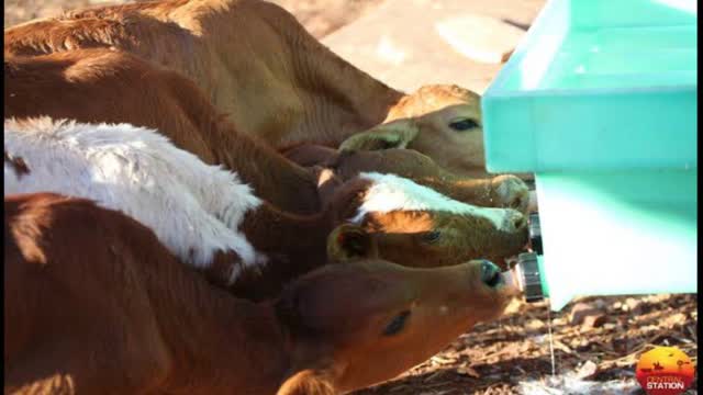 <p>Feeding needs to be consistent.
It doesn't if matter if it's once a day, ad lib or twice a day it just needs to be an adequate volume and consistent.</p>