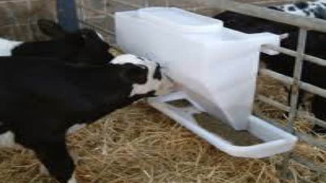 <p>Access to concentrates of high protein % ( 20% or more )
Ensure they can't shit into the feeders and create disease.</p>