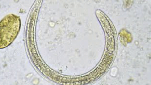 <p>Diagnosis can be obtained via faecal counts of larvae.
Bacterial infection and micoplasma are in the differentials.</p>