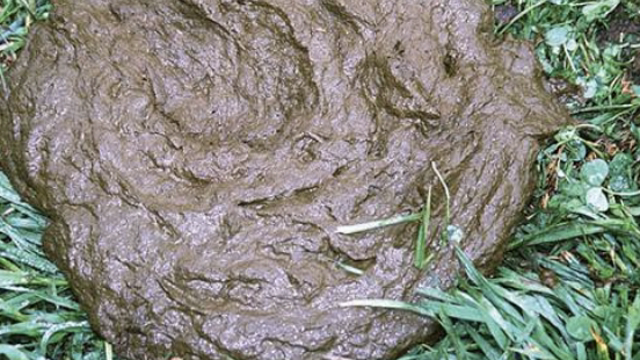 <p>The worm has a typical faecal oral transfer with the larvae living on grass.</p>
