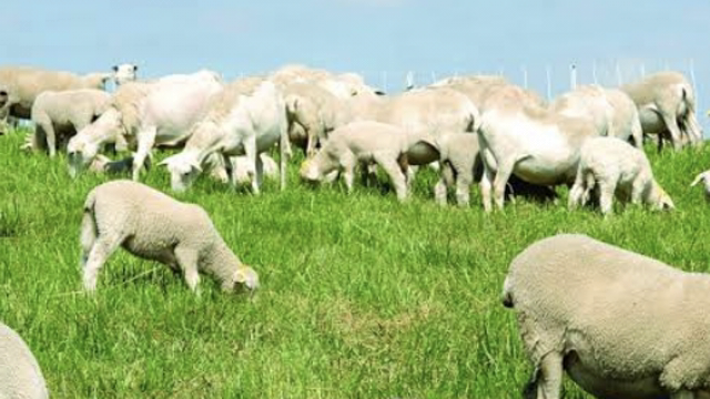 <p>Lower burdens by pastures by cross grazing with cows or other species.</p>