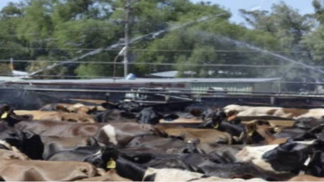 <p>Non infectious causes include:
Heat stress ( not uncommon to see embryos popping out during milking in extreme heat, yard cooling helps )
Genetic reasons.
Toxins like pine needles.</p>