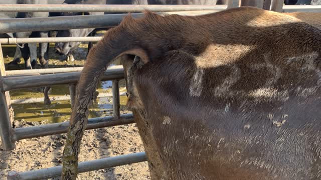 <p>When you think a cow is or has aborted they’ll often have their tail raised and sometimes have a membrane hanging out.</p>