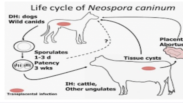 <p>Neospora:
Bacteria carried by dogs.
Can occur from 3 months but is most common 4 -6 months.
Can be sporadic or a mass outbreak.
Cows usually not ill.
The foetus is usually rotten or mummified and RFM is uncommon.
Isolate in foetus tissues.</p>