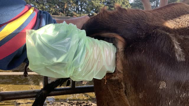 <p>The first critical thing to do is make sure she doesn’t have a foetus still inside her.
Using a glove and lube do an internal exam.</p>