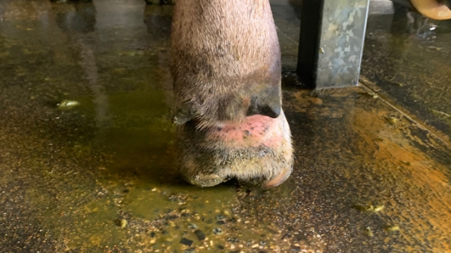 <p>Are they lame? Bruising ( especially in heifers ) and footrot are not uncommon at this time of year.</p>