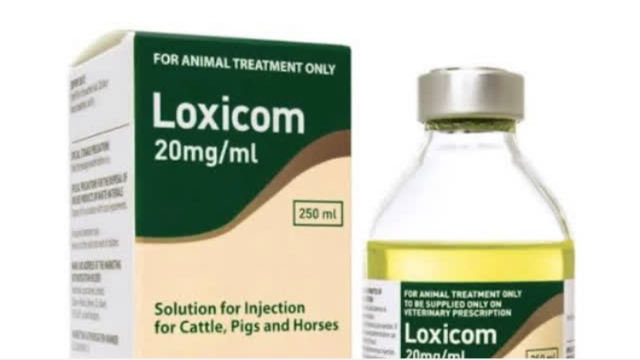 <p>If you find nothing consider non steriodals to make the cow feel better and eat more.</p>