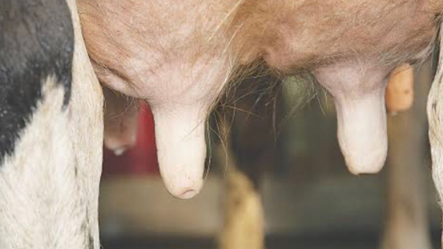 <p>Firstly check them for mastitis.</p>