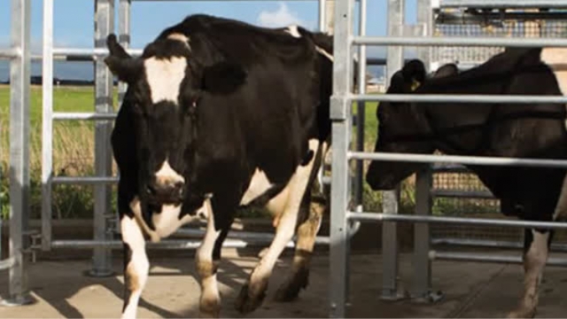 <p>If these aren’t obvious draft the cow to examine.</p>