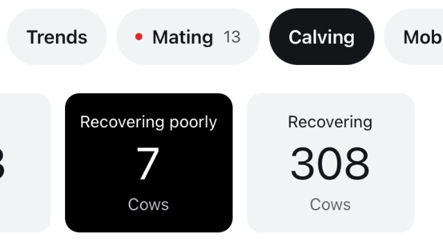 <p>If cows fall into a poorly recovered or low rumination group post day 5 they NEED examined. Often they are sick.</p>