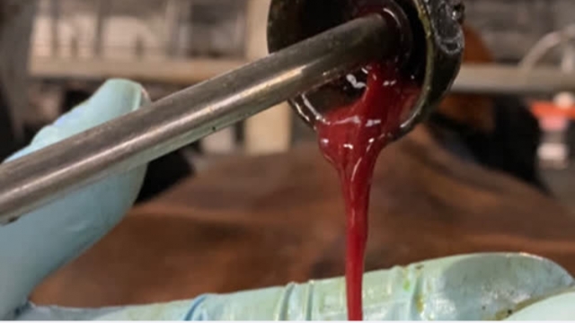 <p>Some will have blood that is hot and putrid. These NEED TREATMENT.</p>
