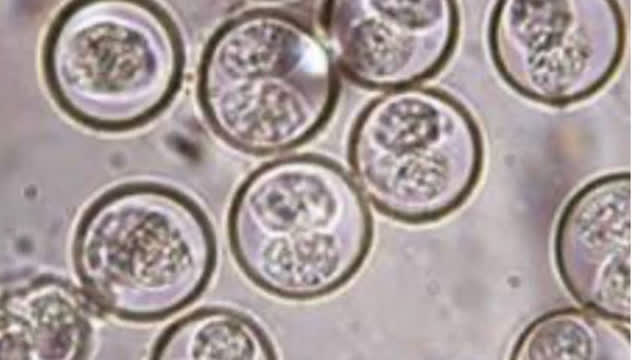 <p>Fecal shedding of oocysts can result in rapid spreading via the environment ( think feed, bedding, water ) or being transferred via people.</p>