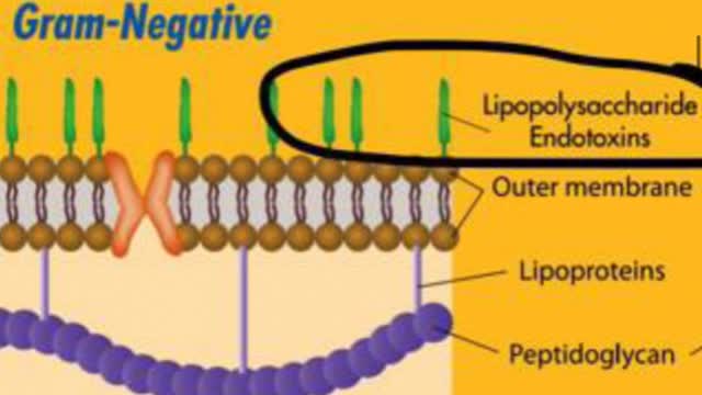 <p>Gram negative bacteria and some gram negative vaccines have endotoxins in their cell walls. Gram positive bacteria do not.
When these endotoxins are released it causes disease or sickness.</p>
