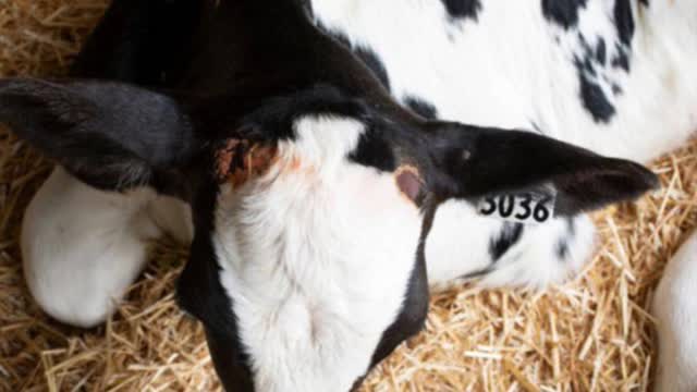 <p>AVOID STRESSES
Dehorning
Heat stress
Transport
Calving</p>
