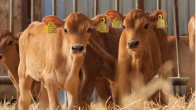<p>Young calves of low body weight are particularly susceptible. Especially Jerseys and Wagus.
UNDER 12 WEEKS OF AGE WAIT 3 - 4 WEEKS BETWEEN GRAM NEGATIVE VACCINES.</p>
