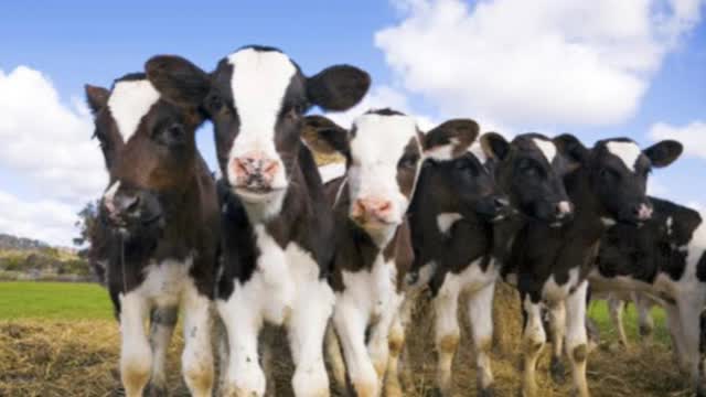 <p>Cattle are particularly susceptible to endotoxins.
Dairy calves are the most susceptible to endotoxic overload.</p>
