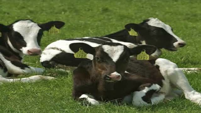 <p>6 months of age 30% of mature weight.</p>
<p>eg 500kg cow should be 150kg at 6 months.</p>