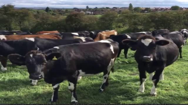 <p>22 months of age 90% of mature weight.</p>
<p>500kg cow should be 450kg pre winter.</p>