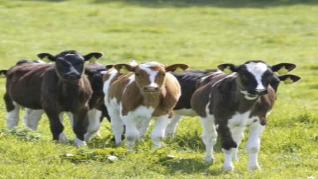 <p>Weaning weights:</p>
<p>Jersey 70kg
Crossbred 80kg
Frisian 90kg</p>